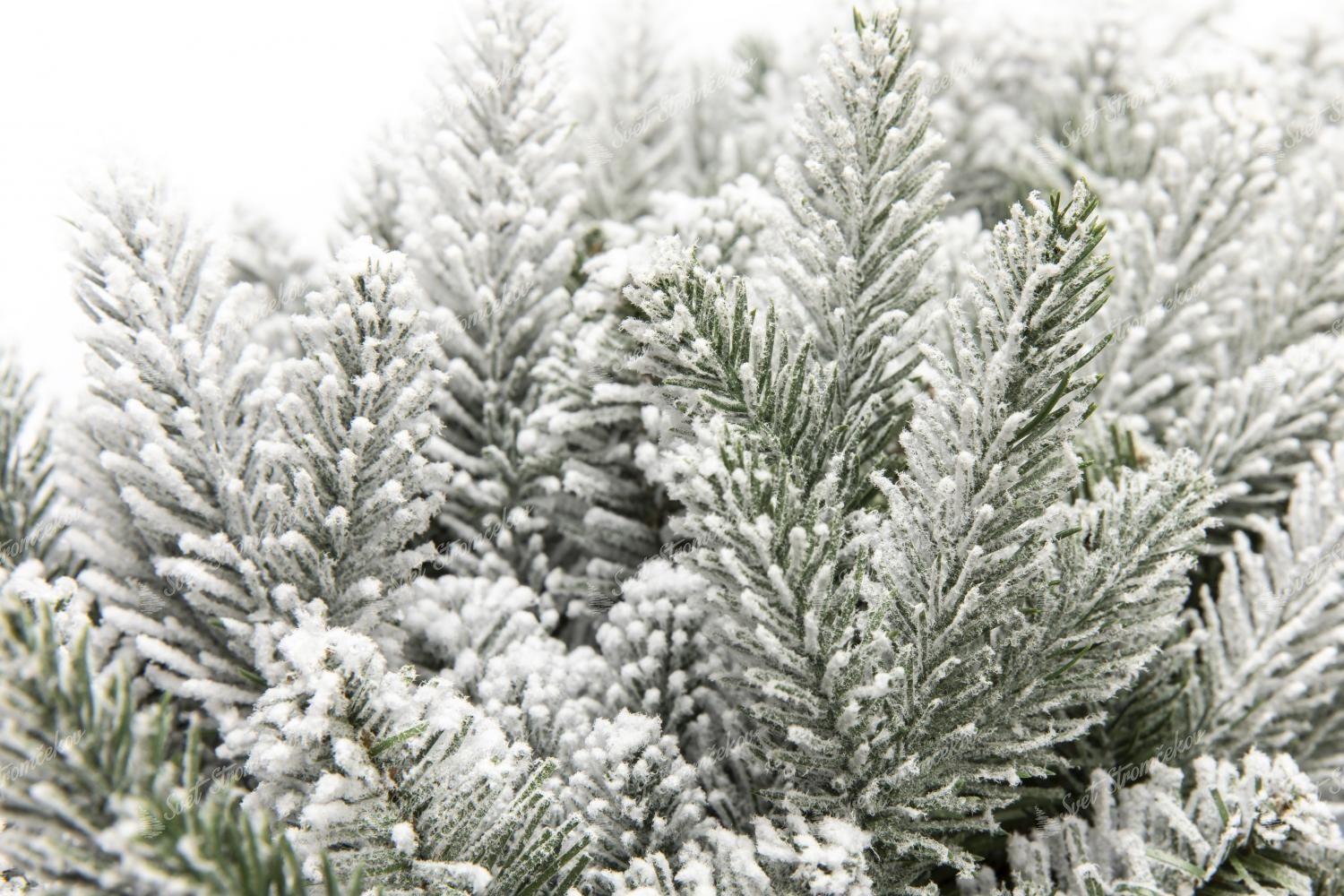 Wianek bożonarodzeniowy PE Świerk Królewski 60cm