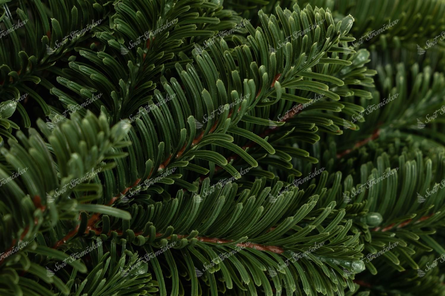 Wianek bożonarodzeniowy 100% PE Jodła Wdzięczna 50cm