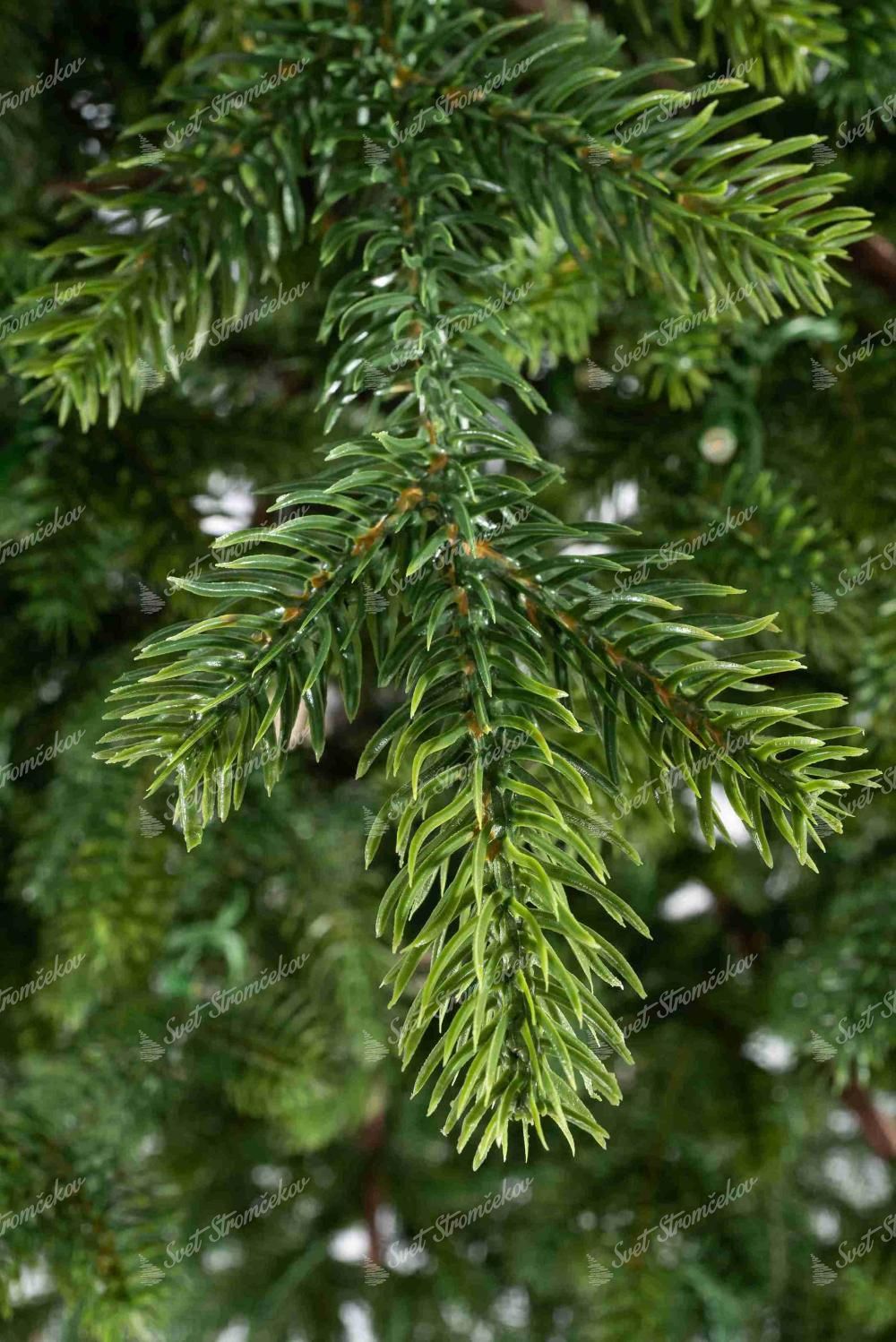 Choinka sztuczna 100% PE Świerk Naturalny 240cm