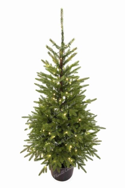 Choinka sztuczna w doniczce PE Świerk Karpacki 150cm 150LED