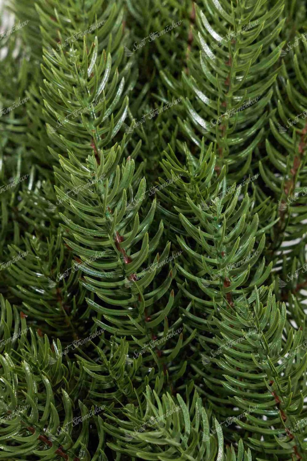 Vianočný veniec 100% 3D Smrek Exkluzívny 50cm