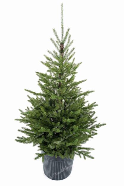 Choinka sztuczna w doniczce PE Świerk Karpacki 150cm