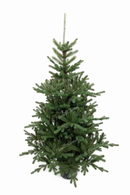 Choinka sztuczna w doniczce PE Świerk Tyrolski 120cm