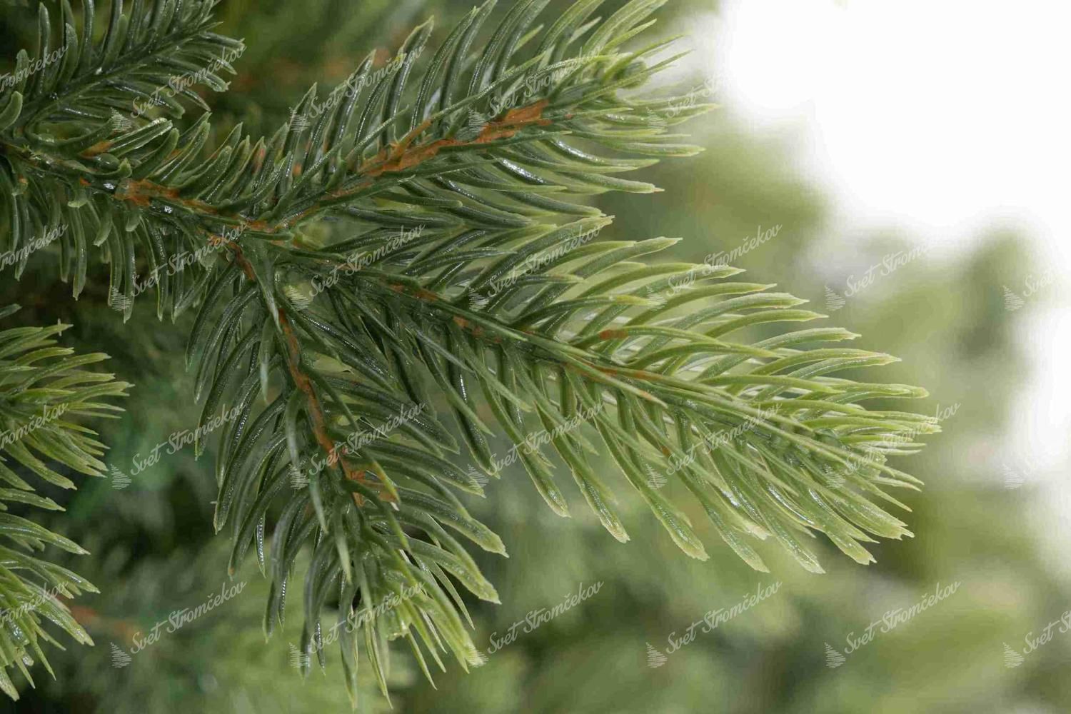 Umelý vianočný stromček 3D Smrek Taliansky Úzky LED má bledozelené konce vetvičiek